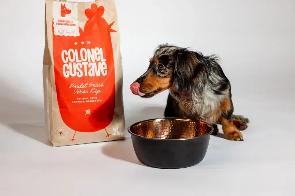 Teckel qui mange dans sa gamelle à côté d'un sac de croquettes Colonel Gustave