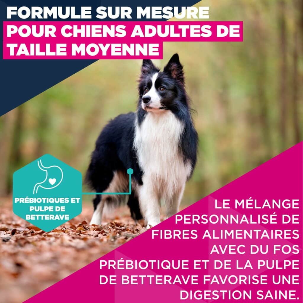 Formule Eukanuba pour chien adulte de taille moyenne avec prébiotiques et pulpe de betterave