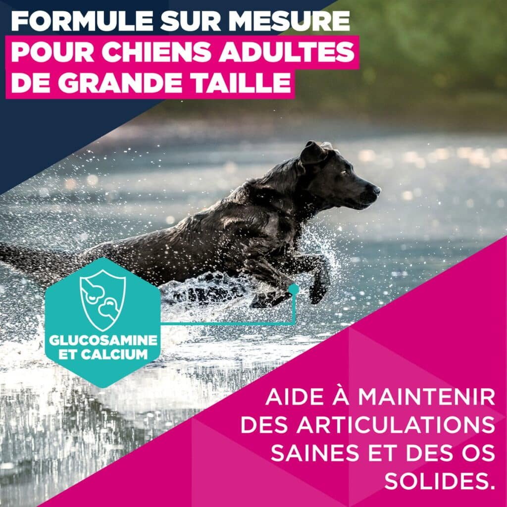 Formule Eukanuba pour grand chien avec glucosamine et calcium