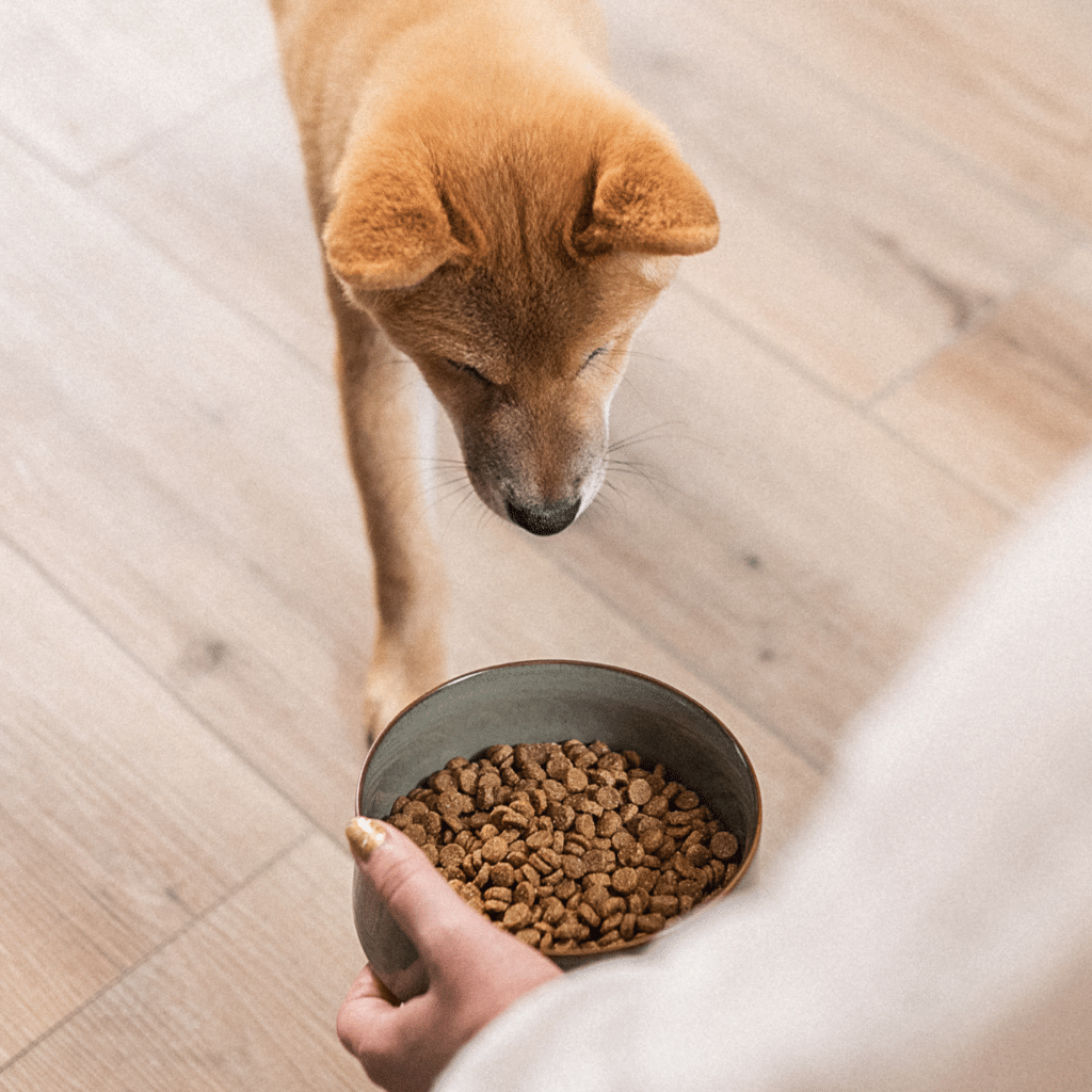 Sac de 5 kg de croquettes Équilibre & Instinct à la volaille pour chiot