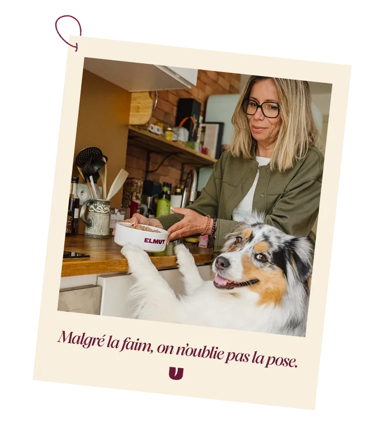 Berger australien qui attend son repas frais Elmut