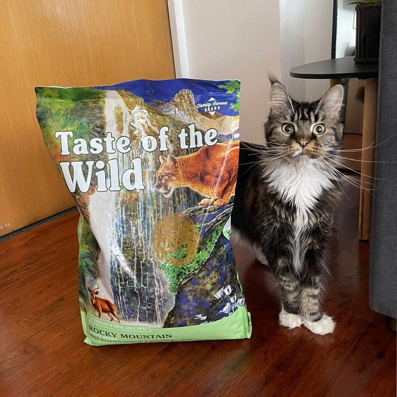 Chat à poil long à côté d'un sac Taste of the Wild Rocky Mountain