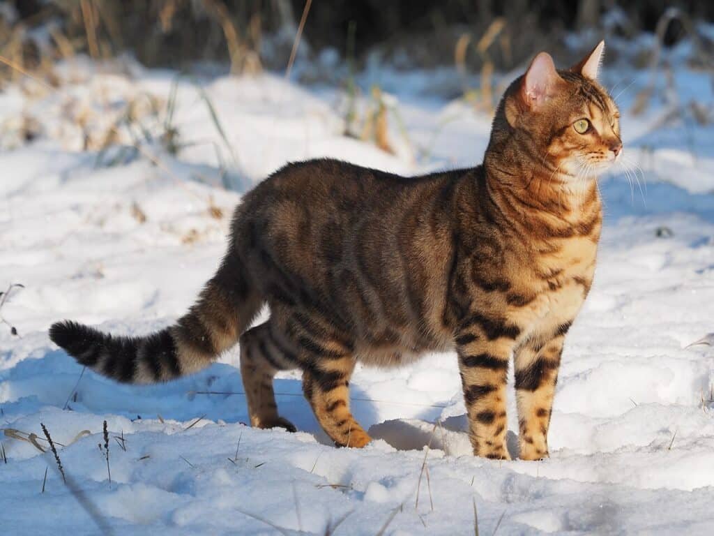 Chat Bengal Ă rosettes qui marche dans la neige