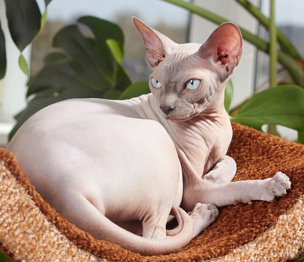 Sphynx adulte couché sur un arbre à chat