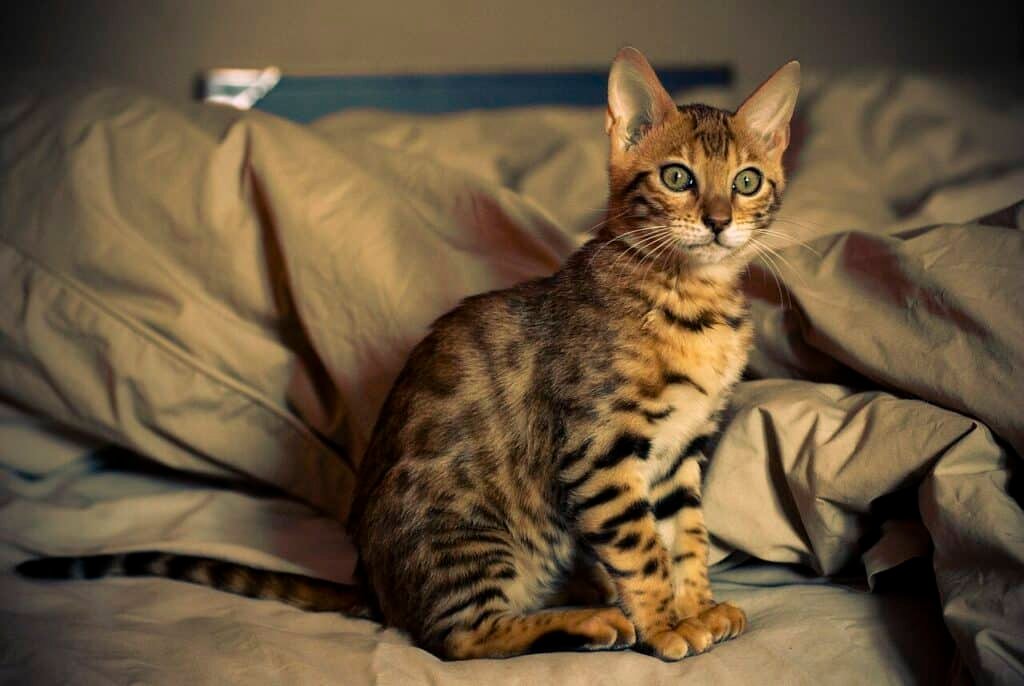 Chaton Bengal tacheté de 12 semaines assis sur un coussin