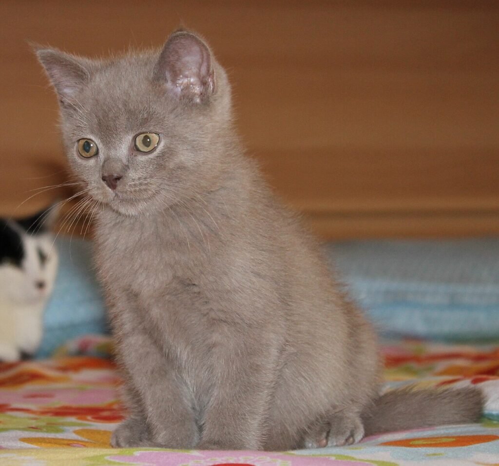 Chaton British Shorthair lilas de 2 mois assis