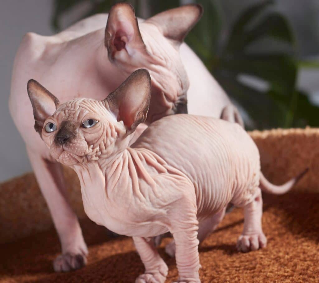 Chatte Sphynx et son chaton sur un arbre à chat