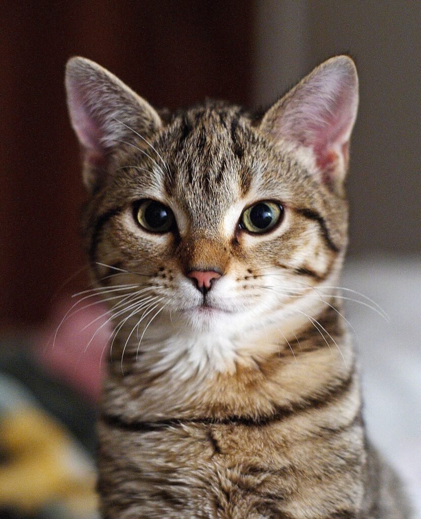 Chat européen tabby brun aux yeux verts