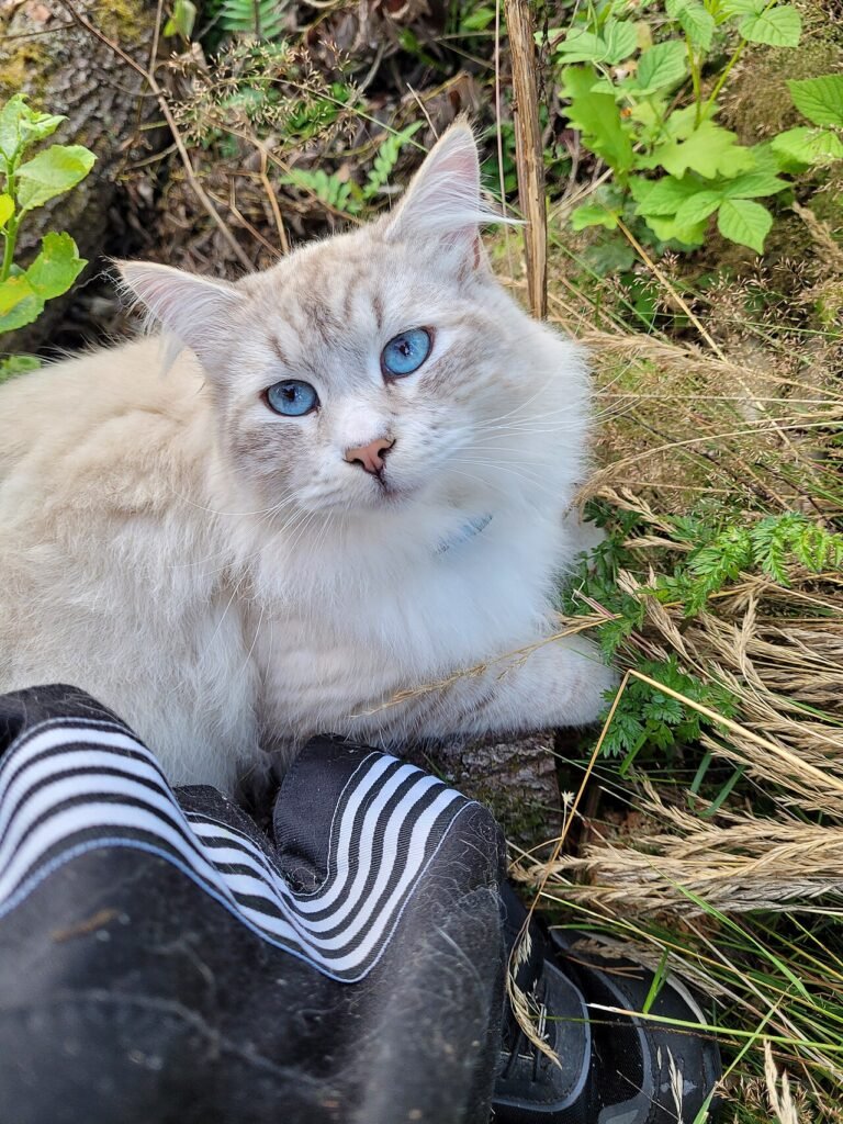 Sacré de Birmanie adulte aux yeux bleus couché dans l'herbe