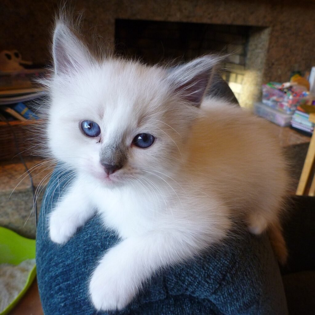 Jeune Ragdoll aux yeux bleus couché sur un genou