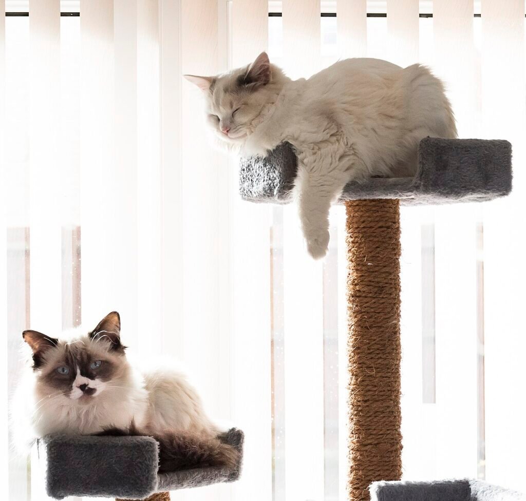 Deux chats Ragdoll qui se reposent sur un arbre Ă chat