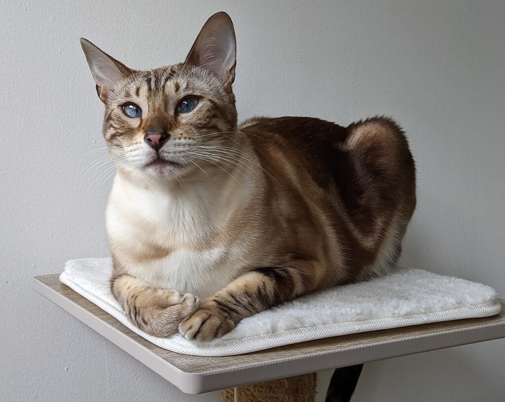 Chat Bengal snow marbré mùle de 18 mois assis