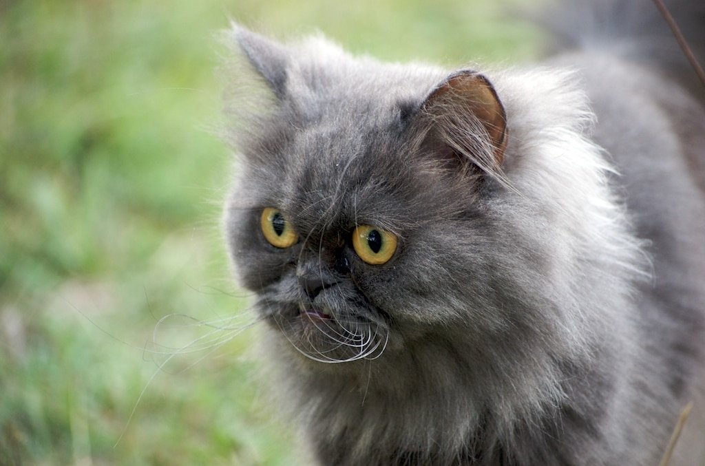 Chat persan adulte au pelage gris et aux yeux cuivrés