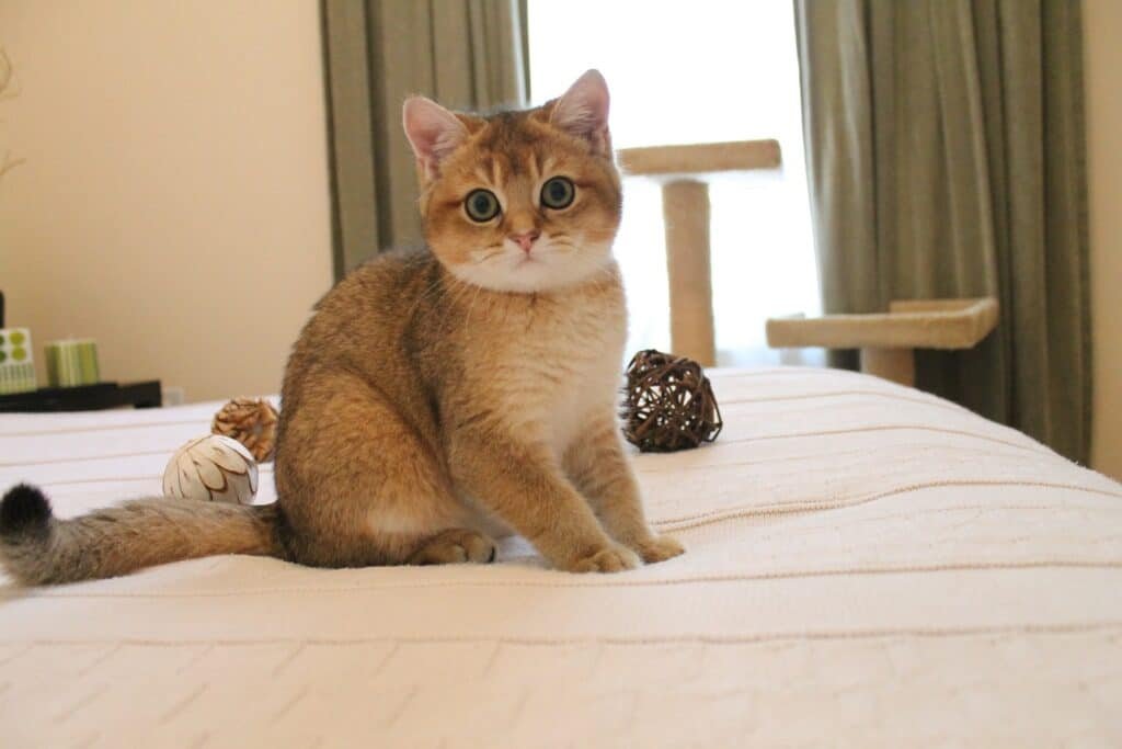 Chaton British Shorthair golden de 4 mois assis sur un lit