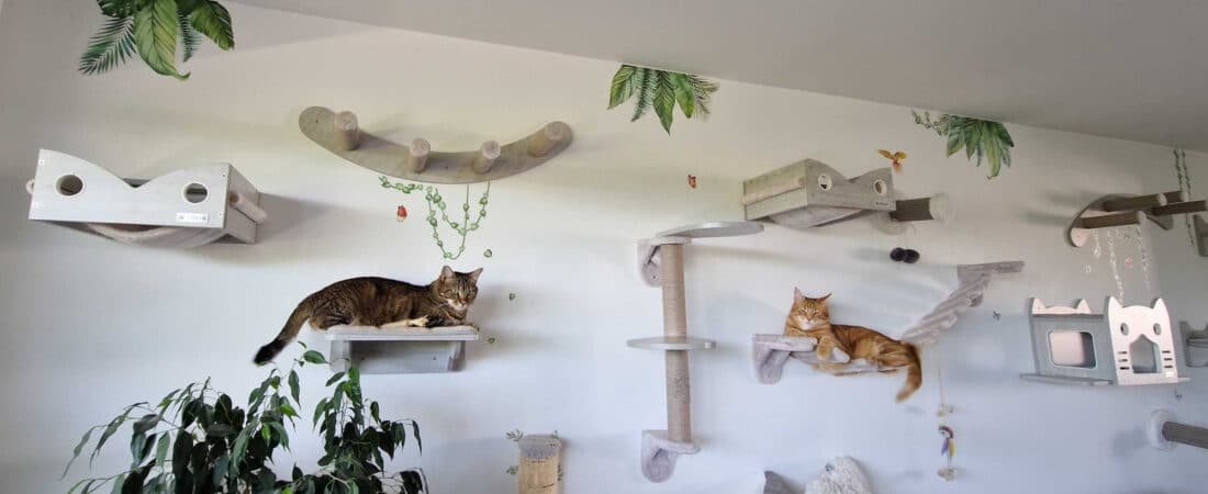 Arbre à chat mural Zolia Hooky : mon avis sur l&rsquo;arbre à chat le plus commenté de Zoomalia