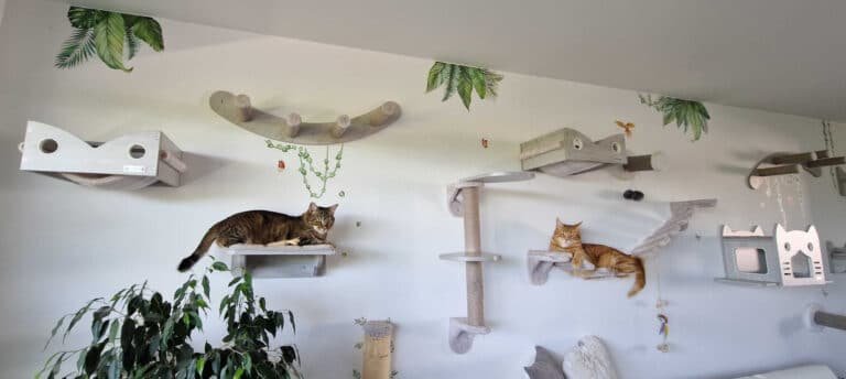 Arbre à chat mural Zolia Hooky : mon avis sur l&rsquo;arbre à chat le plus commenté de Zoomalia