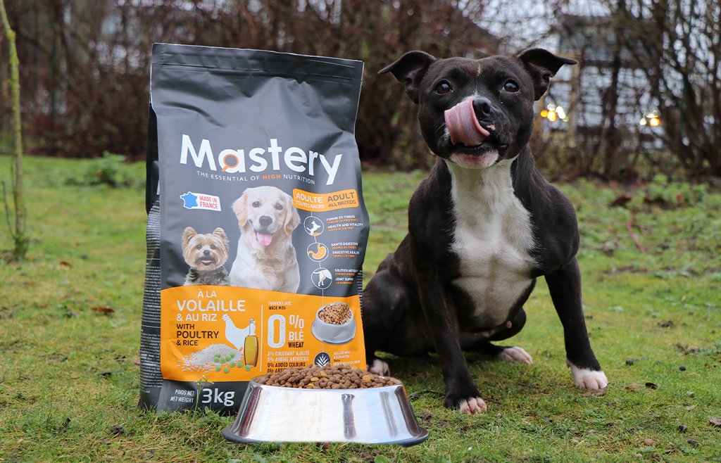 Staffie noir à côté d'un sac de croquettes Mastery Chien Adulte Volaille et d'une gamelle inox (visuel officiel)