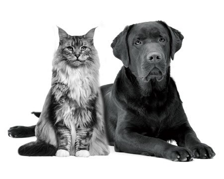Un chat maine coon et un labrador noir cĂŽte Ă cĂŽte, visuel officiel Tonivet