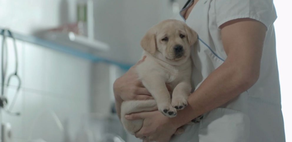 Chiot labrador porté par une vétérinaire, visuel officiel de la marque Tonivet