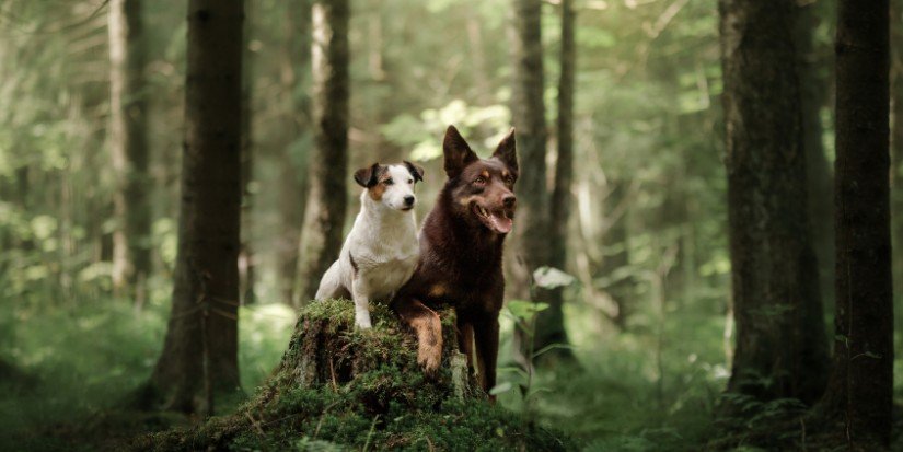 Jack russell et chien brun assis sur une souche en forêt, visuel officiel Wolfsblut