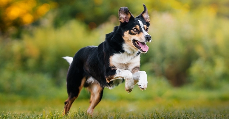 Chien tricolore qui court dans l'herbe, visuel officiel Wolfsblut