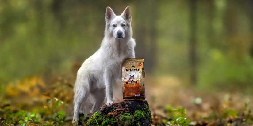 Berger blanc suisse assis dans une forêt d'automne à côté d'un sac de croquettes Wolfsblut, visuel officiel