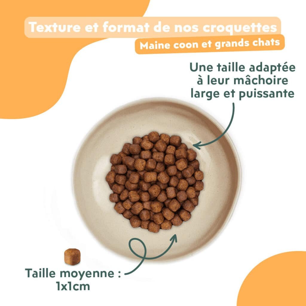 Taille des croquettes Ziggy Maine Coon : environ 1 cm