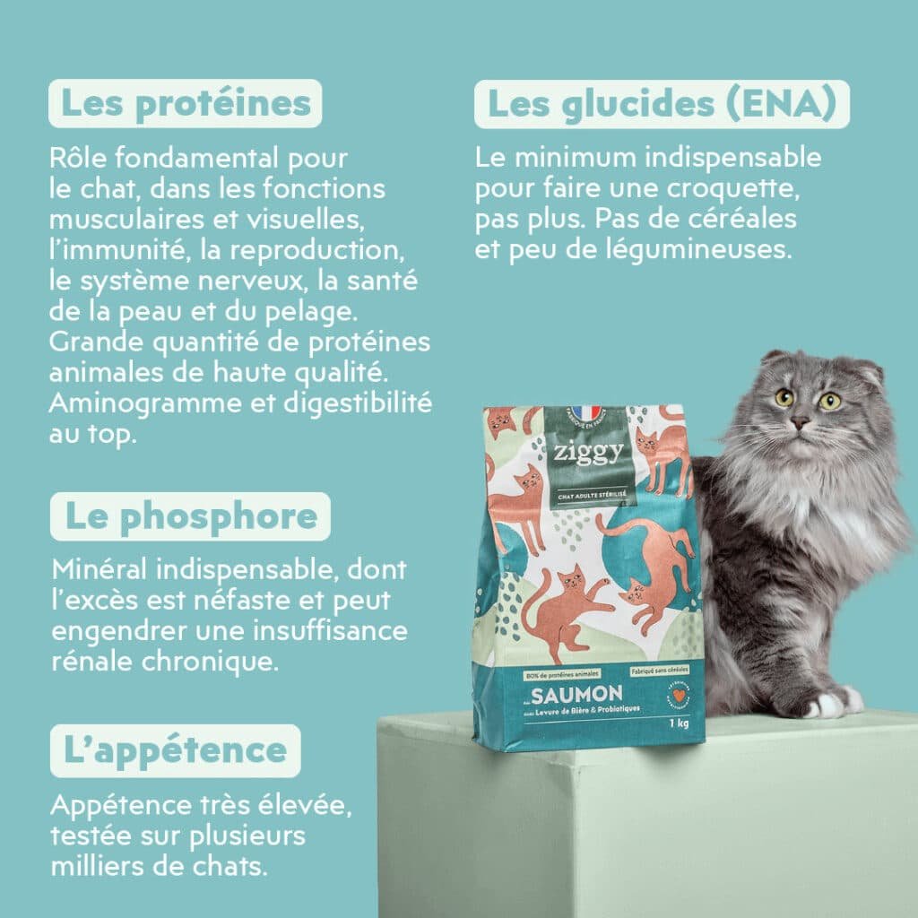 Sac de croquettes Ziggy au saumon posé à cÎté d'un chat gris à poil long