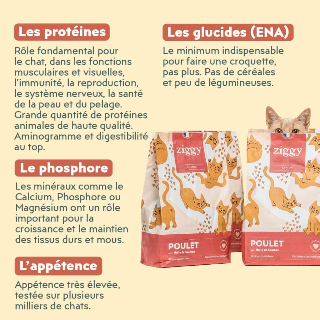Explications Ziggy sur les protéines, les glucides, le phosphore et l'appétence des croquettes chaton