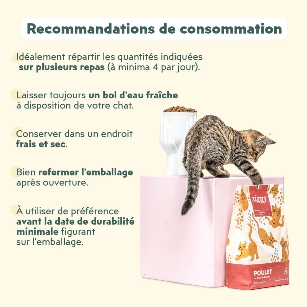 Recommandations Ziggy pour nourrir un chaton : plusieurs repas par jour et de l'eau fraĂźche