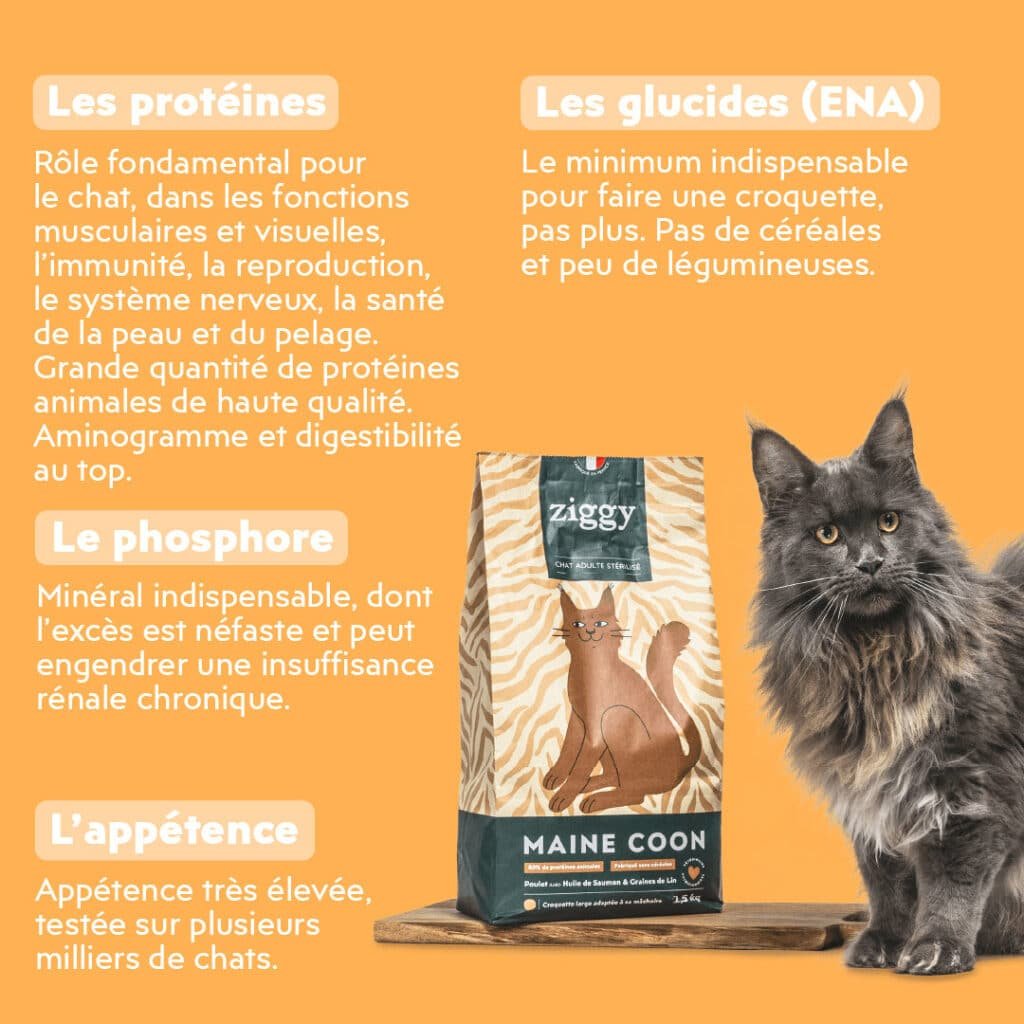 Sac de croquettes Ziggy Maine Coon à cÎté d'un Maine Coon