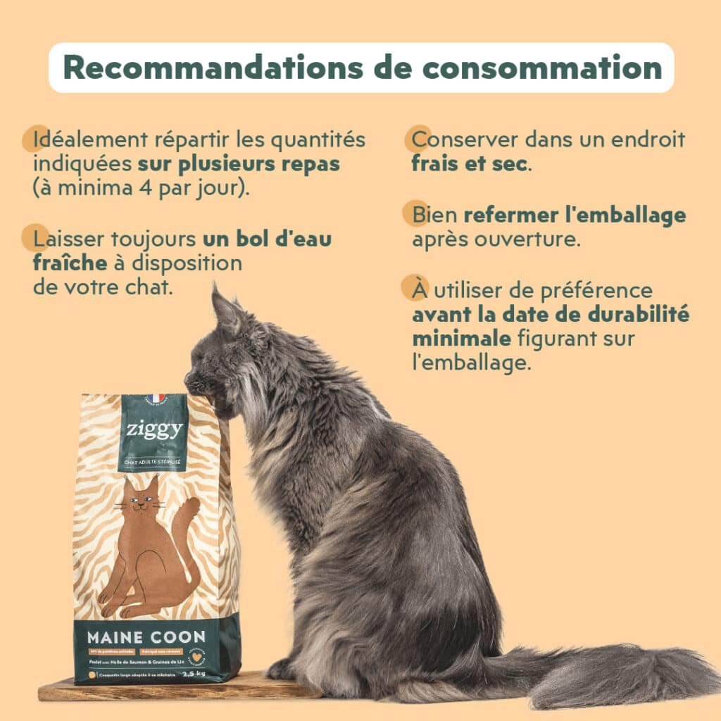 Recommandations Ziggy pour nourrir un Maine Coon : plusieurs repas et de l'eau fraĂźche