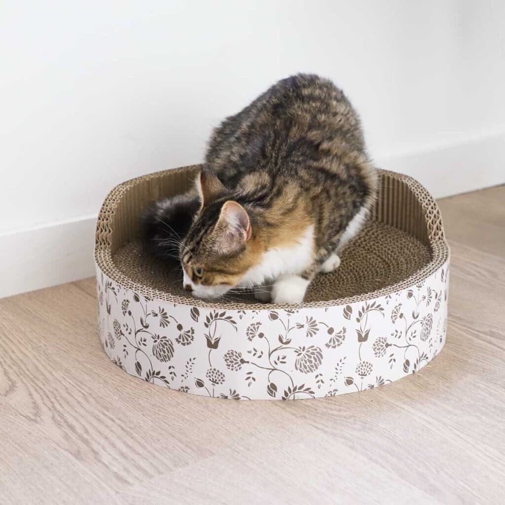 Chat tigré qui renifle le carton du griffoir Zolia Florette