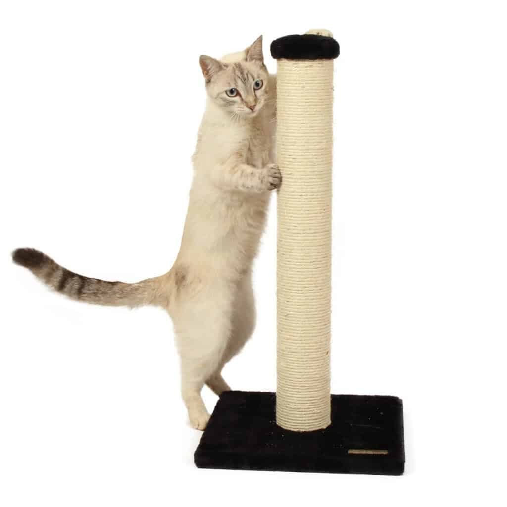 Chat au pelage clair qui griffe le tronc à griffer Zolia Nouki noir