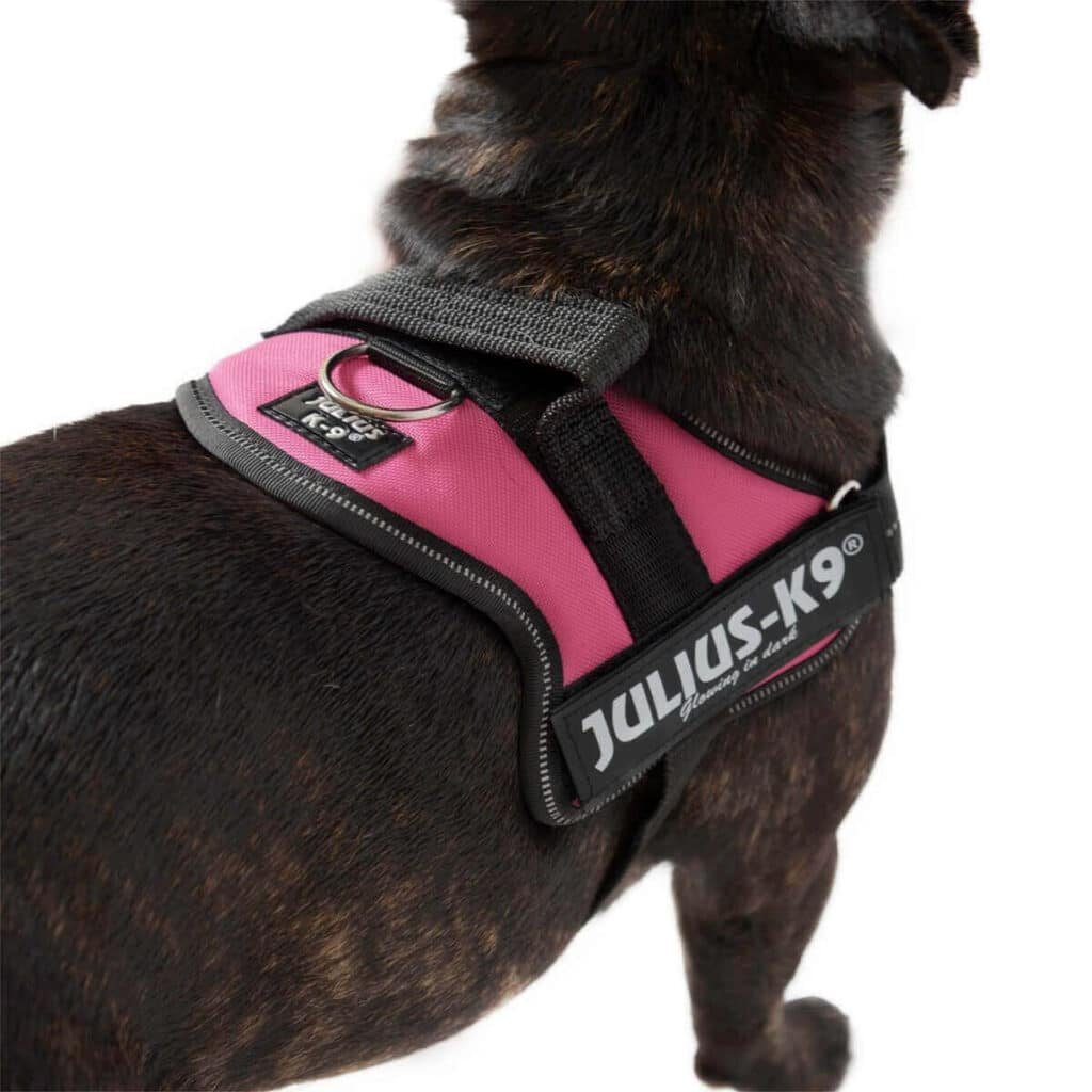 Gros plan sur un harnais Julius-K9 Power rose porté par un chien noir