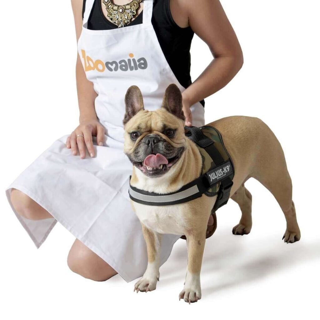 Bouledogue français tenu par la poignée de son harnais Julius-K9 camouflage