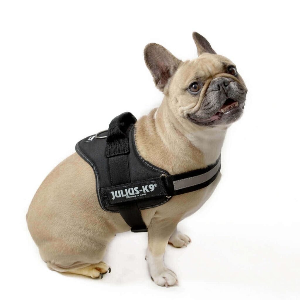 Bouledogue français fauve portant le harnais Julius-K9 Power noir