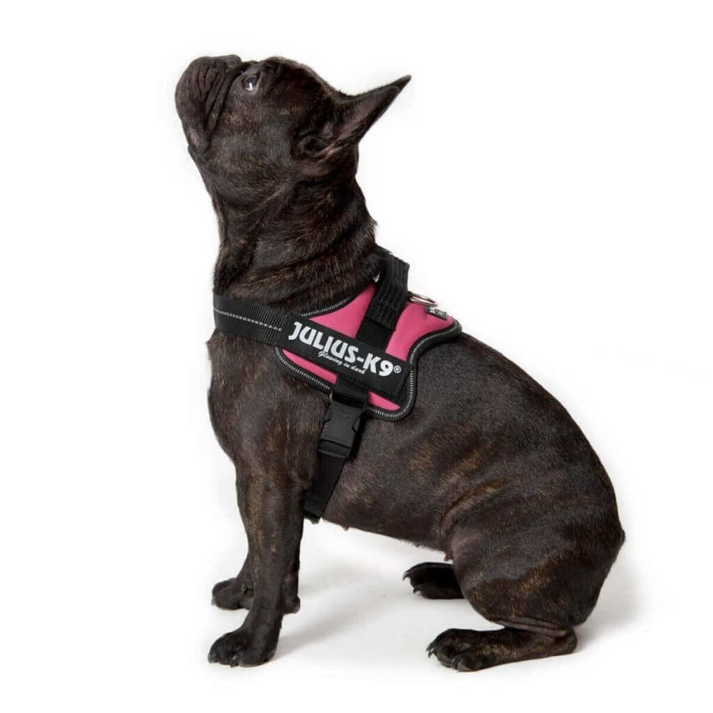 Bouledogue français noir assis qui porte un harnais Julius-K9 Power rose et lĂšve la tĂȘte