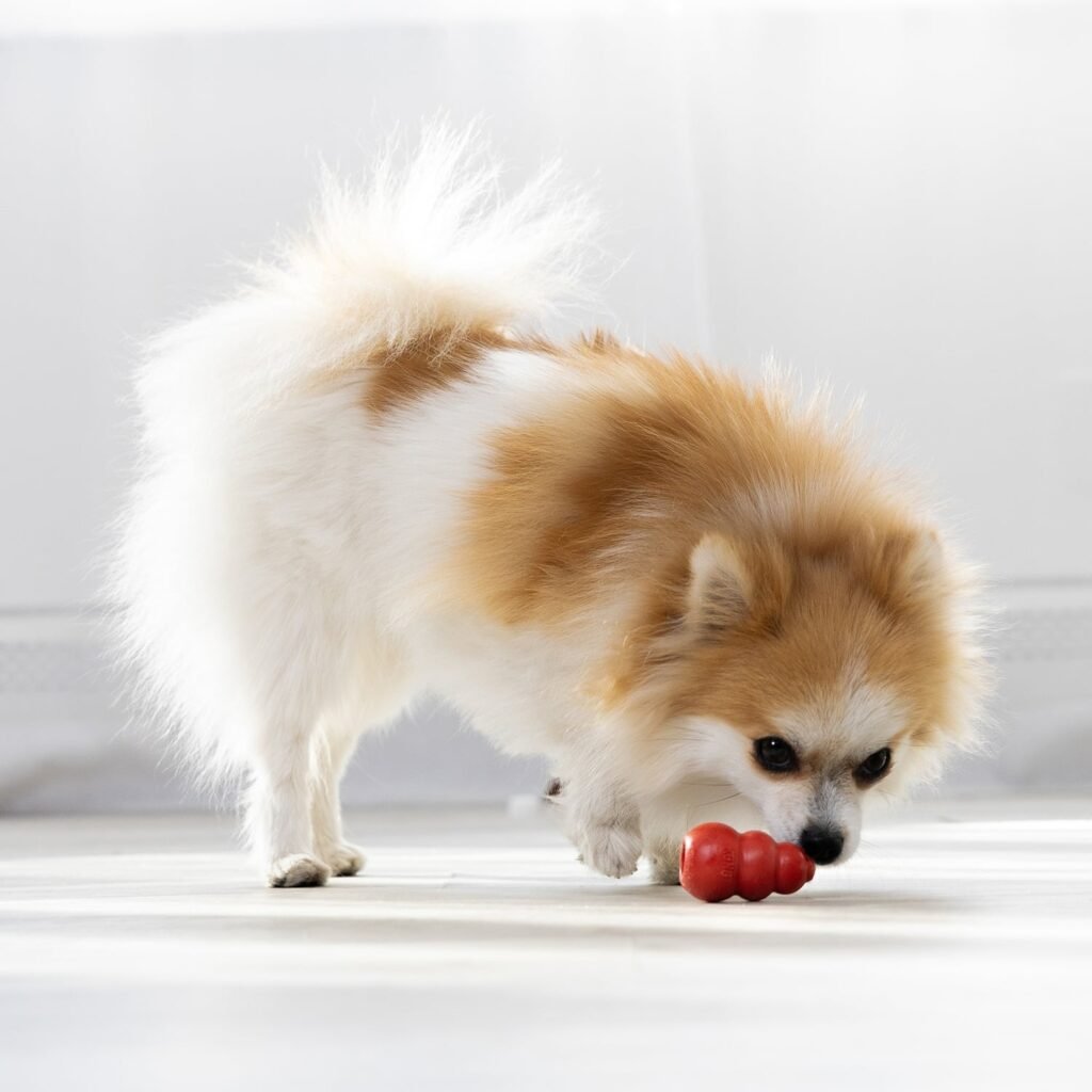 Petit chien à poil long qui joue avec un KONG Classic rouge au sol