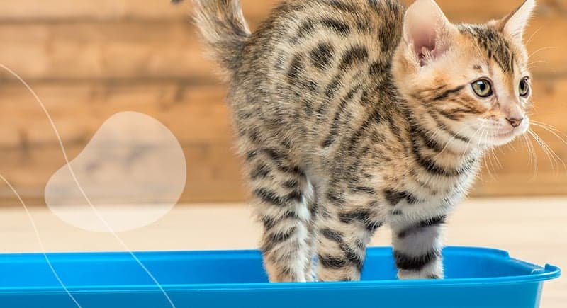 Chaton tigré qui sort d'un bac à litière bleu rempli de litière minérale