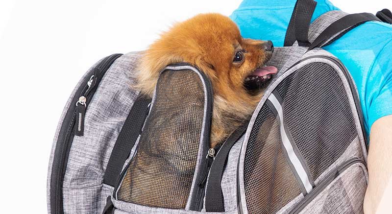 Petit chien installé dans le sac à dos Zolia Dora, visuel officiel Zoomalia