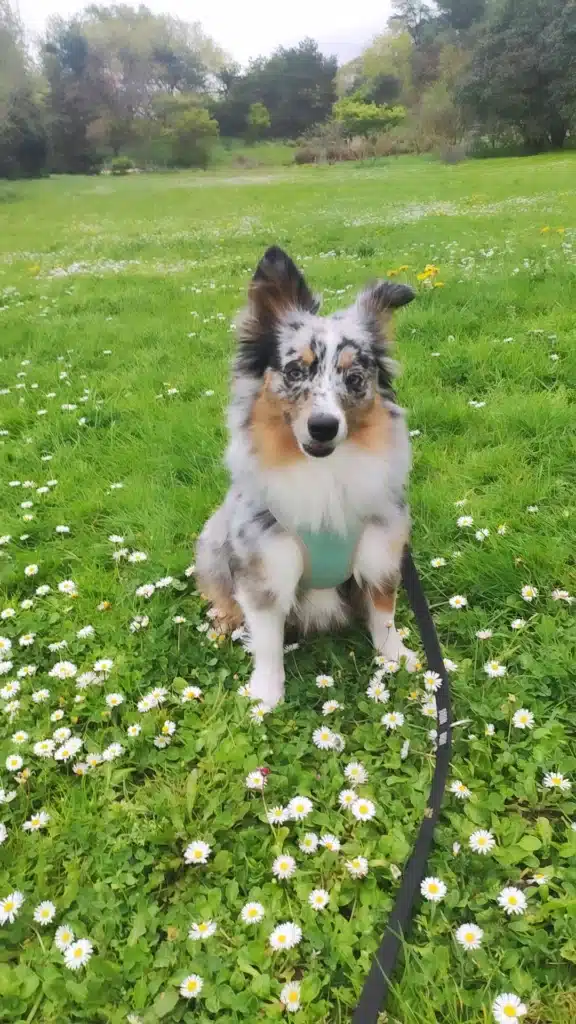 Berger Américain Miniature bleu merle assis dans l'herbe