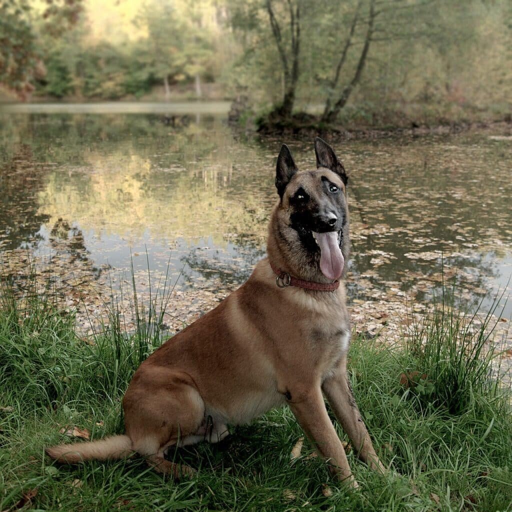 Berger Belge Malinois assis au bord de l'eau