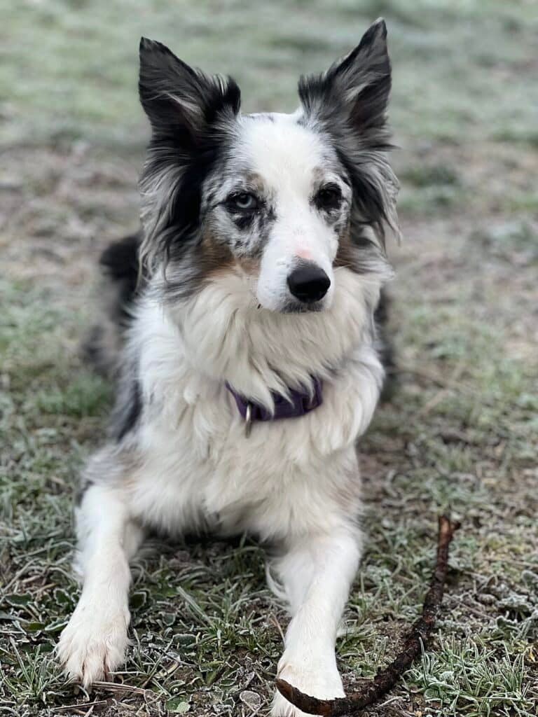 Border Collie bleu merle couché dans l'herbe