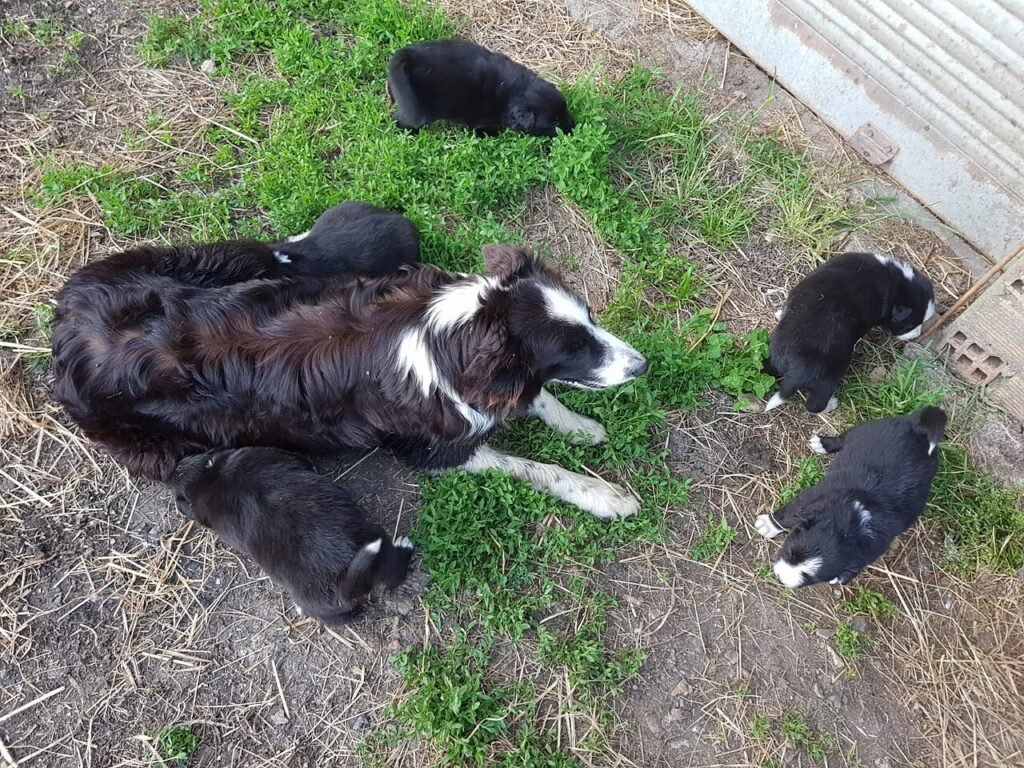 Chienne Border Collie couchée avec ses chiots