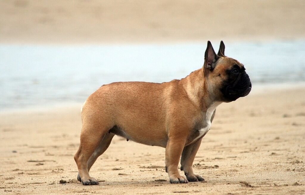 Bouledogue Français fauve sur la plage