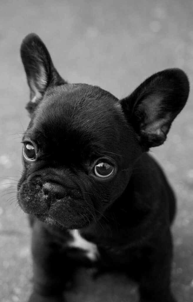 Chiot Bouledogue Français noir