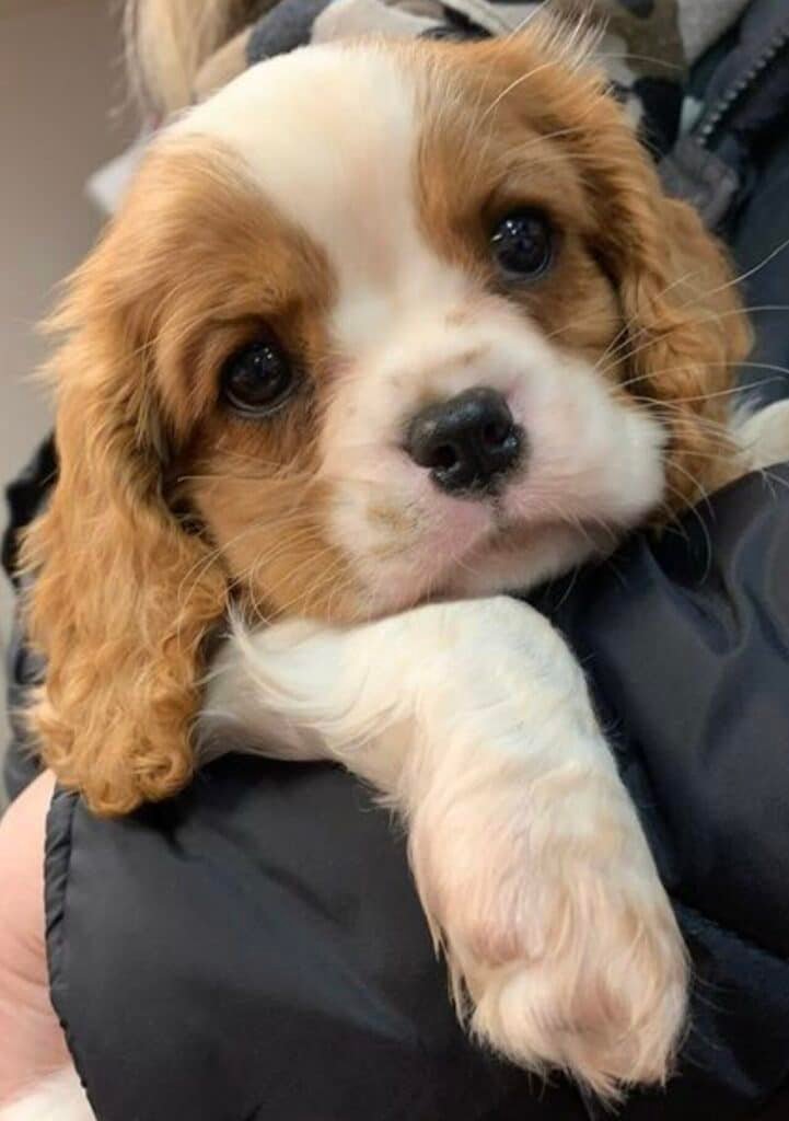 Chiot Cavalier King Charles blenheim
