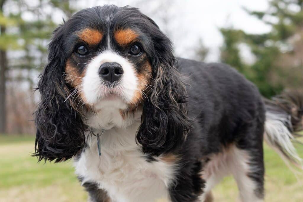 Cavalier King Charles à la robe tricolore