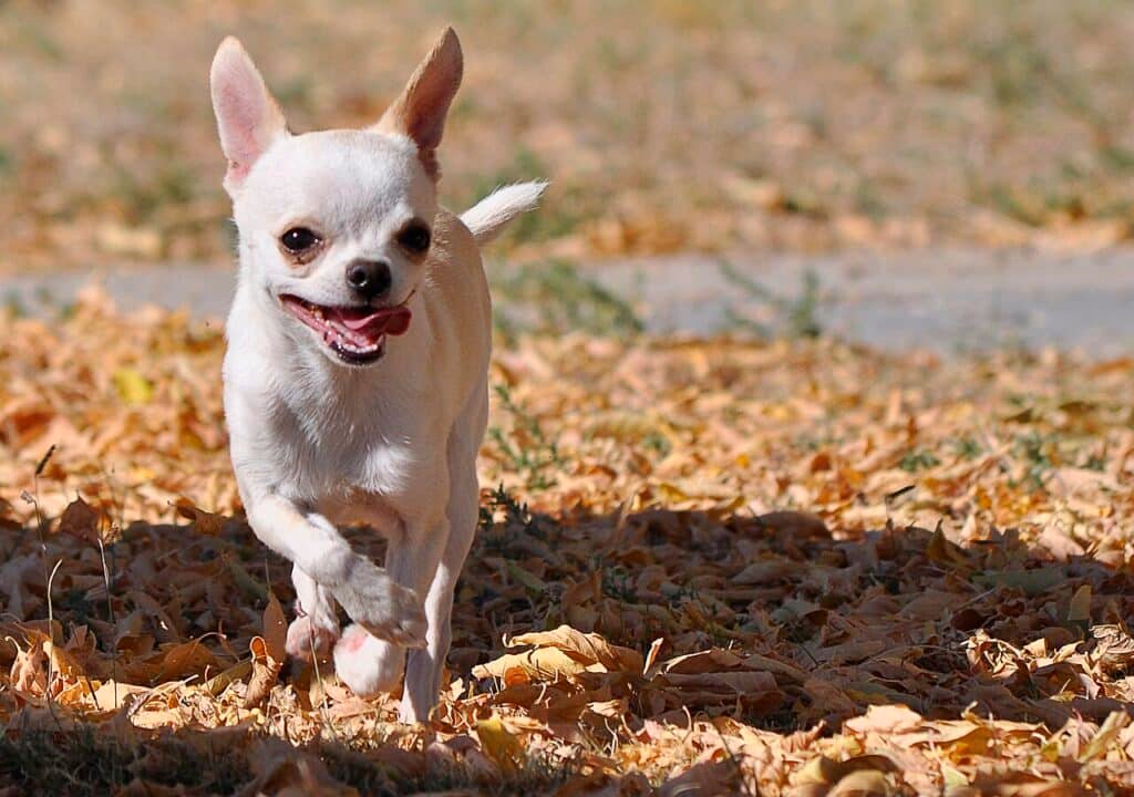 Chihuahua blanc à poil court qui court sur des feuilles mortes
